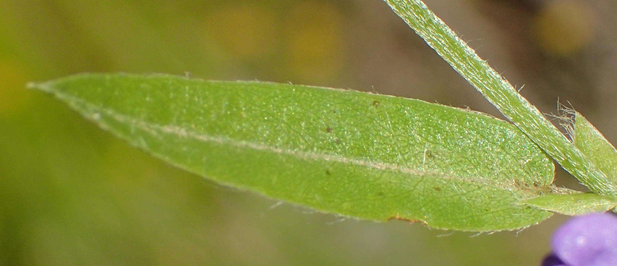 Psoralea plauta C. H. Stirt. resmi