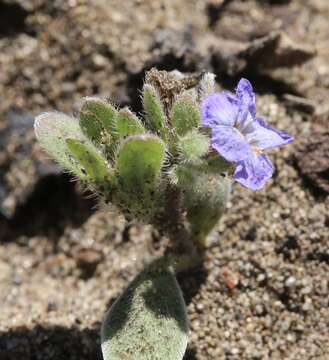 Image of North Coast phacelia