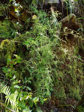 Image of Asparagus ramosissimus Baker