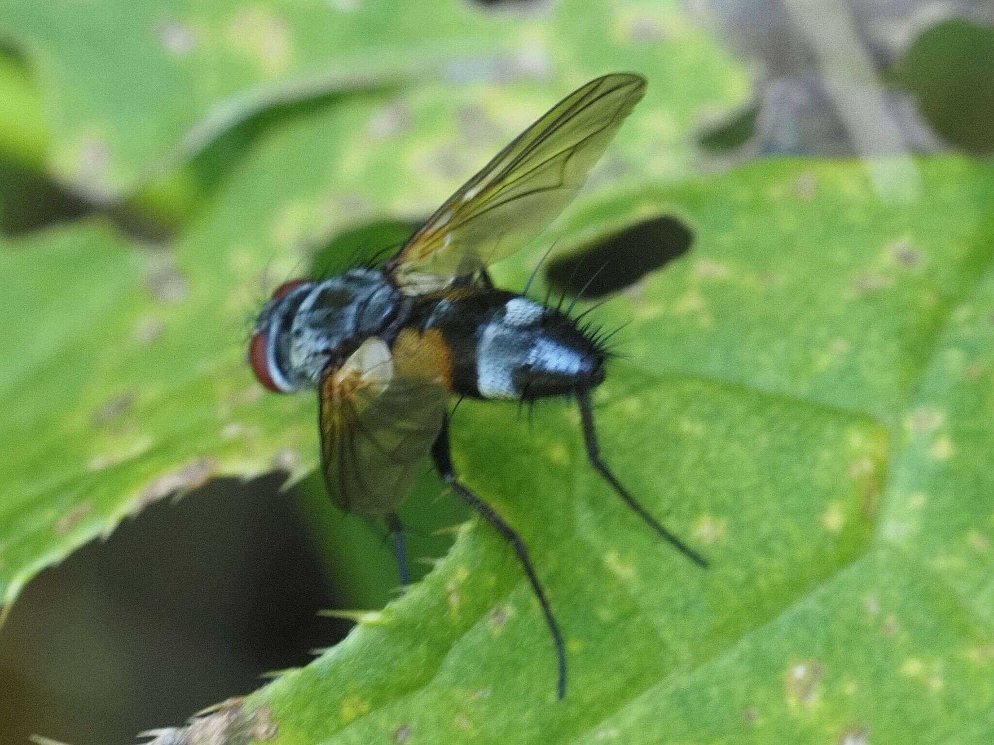 Atylostoma tricolor (Mik 1884)的圖片