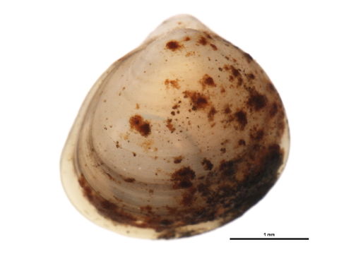Image of Carditoida