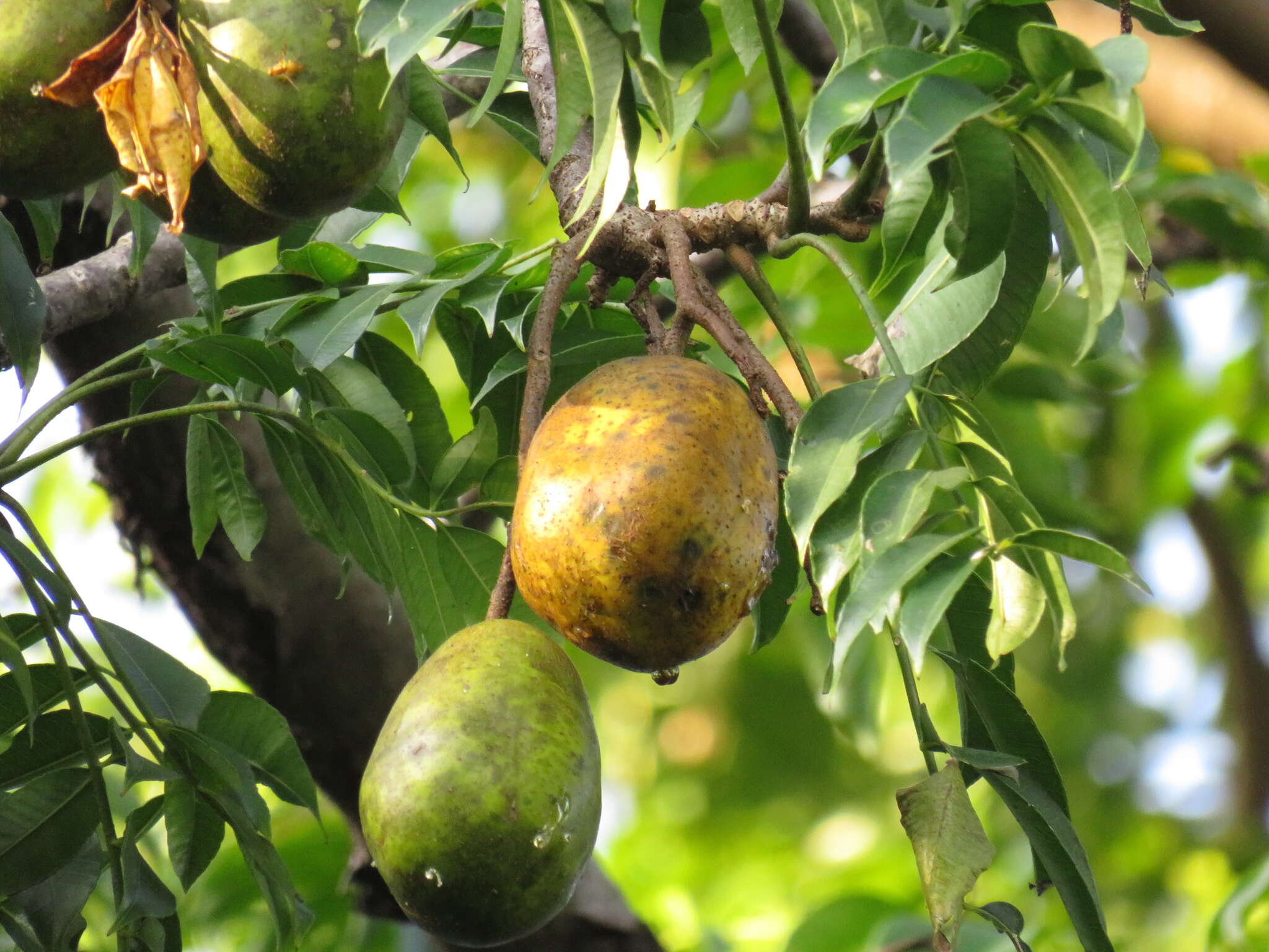 Image of Jewish plum