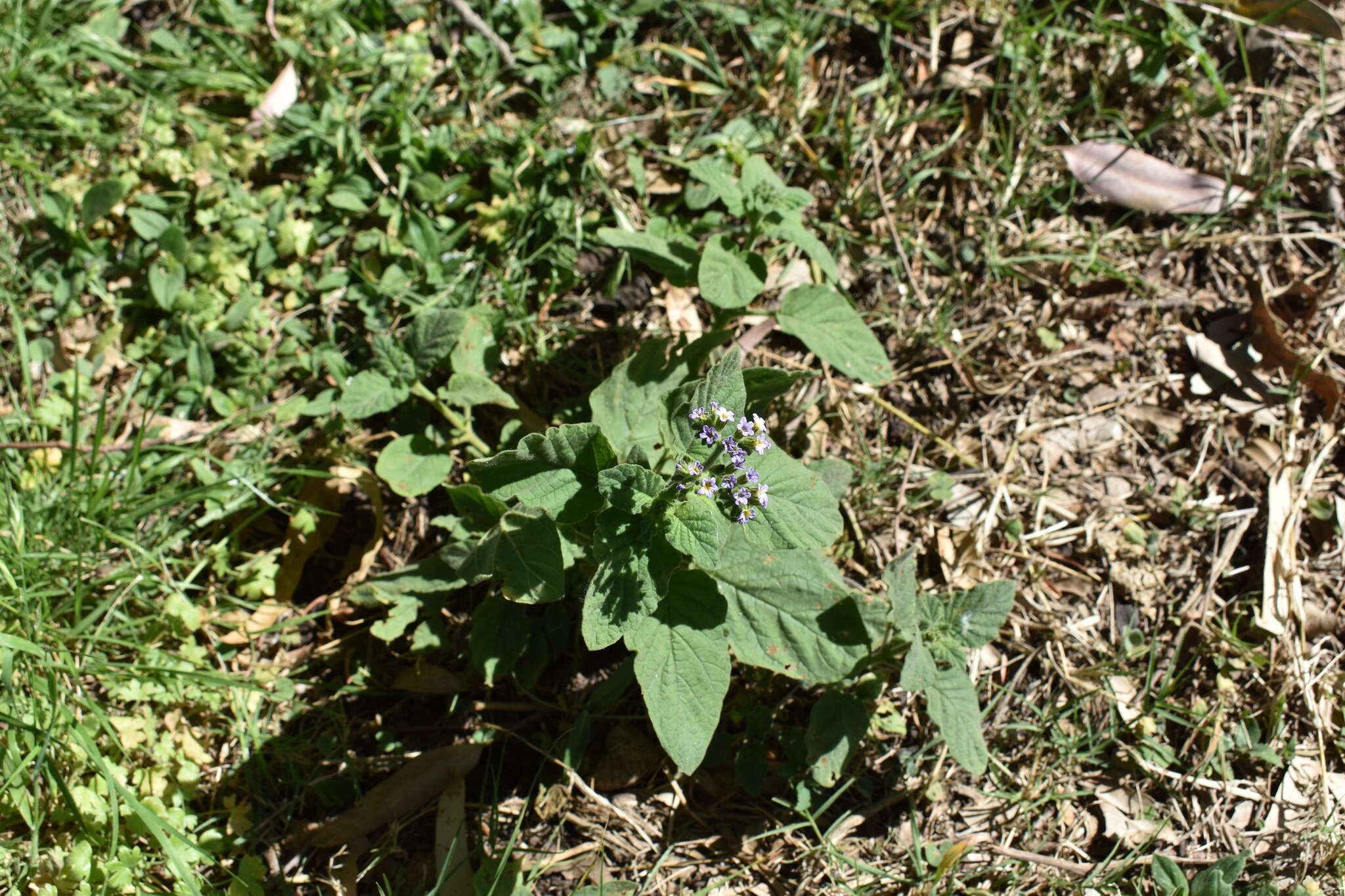 Sivun Heliotropium leiocarpum Morong kuva