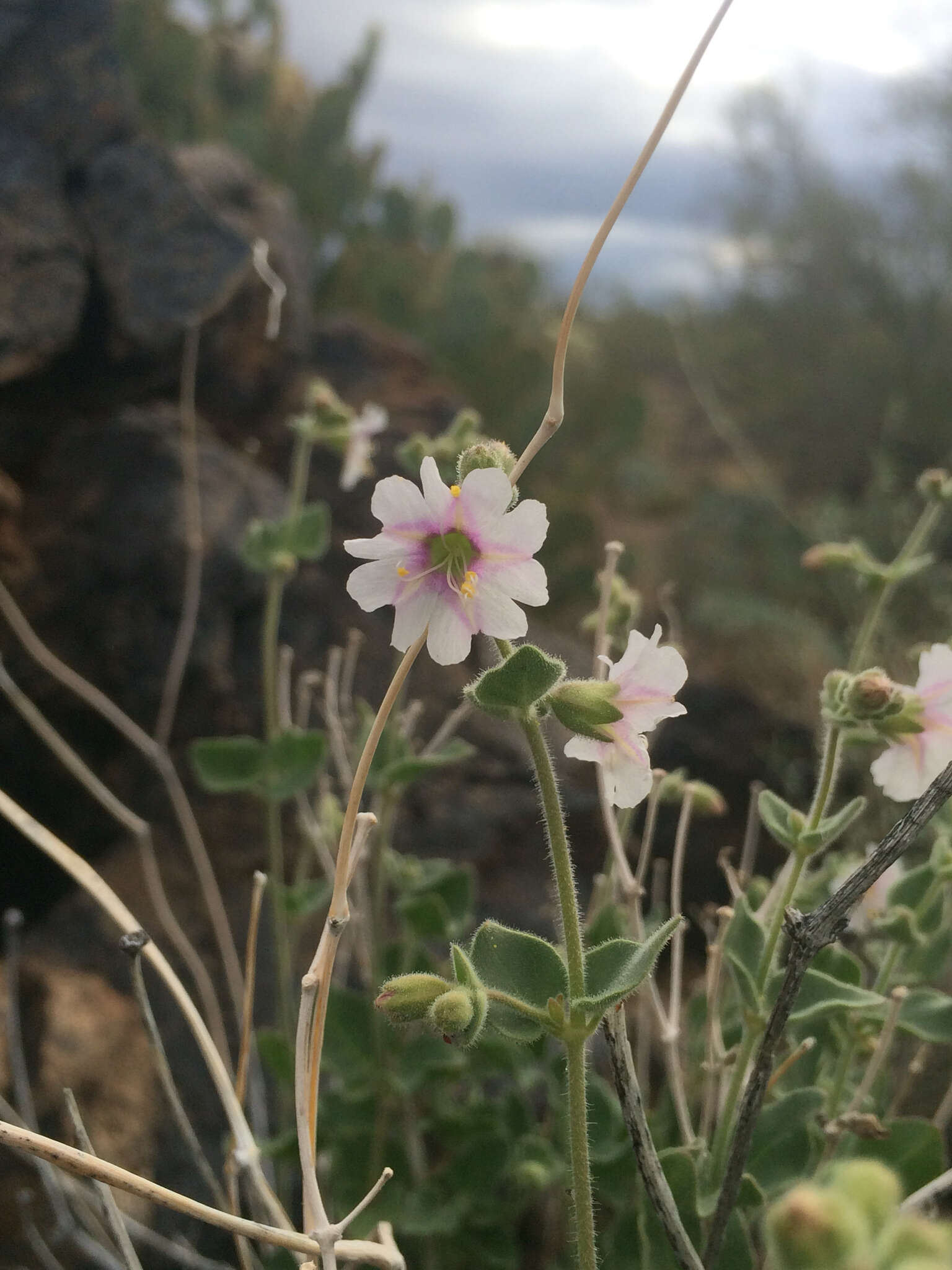 Слика од Mirabilis laevis var. villosa (Kellogg) Spellenberg