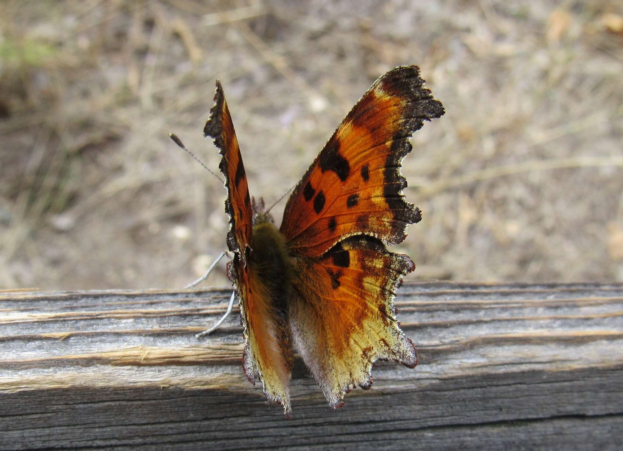 Image of Hoary Comma