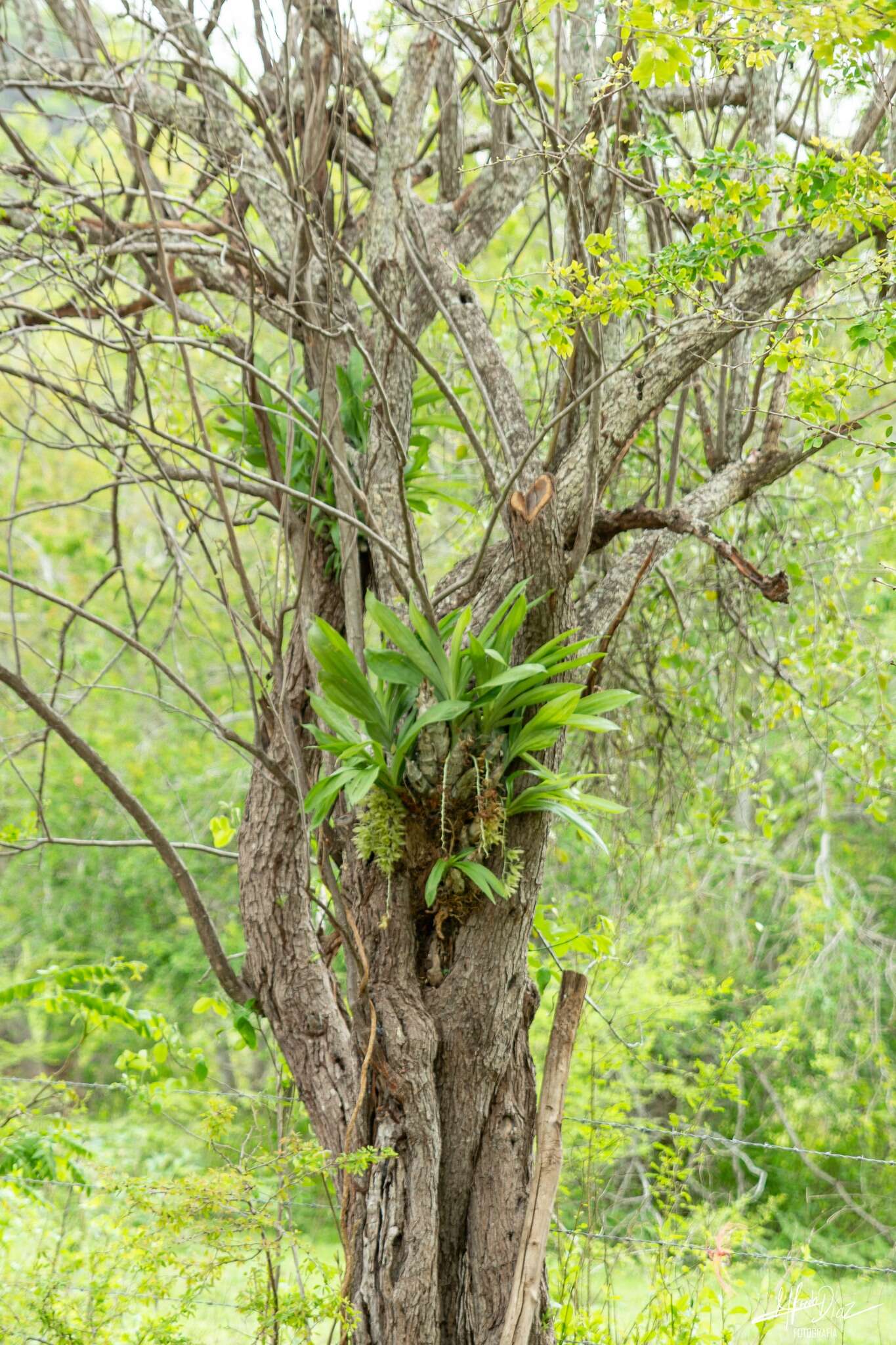 Image of Clowesia dodsoniana E. Aguirre