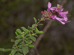 Image de Syncolostemon rotundifolius E. Mey. ex Benth.