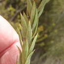 Image of Oedera calycina subsp. apiculata (DC.)