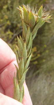 Image de Oedera calycina subsp. apiculata (DC.)