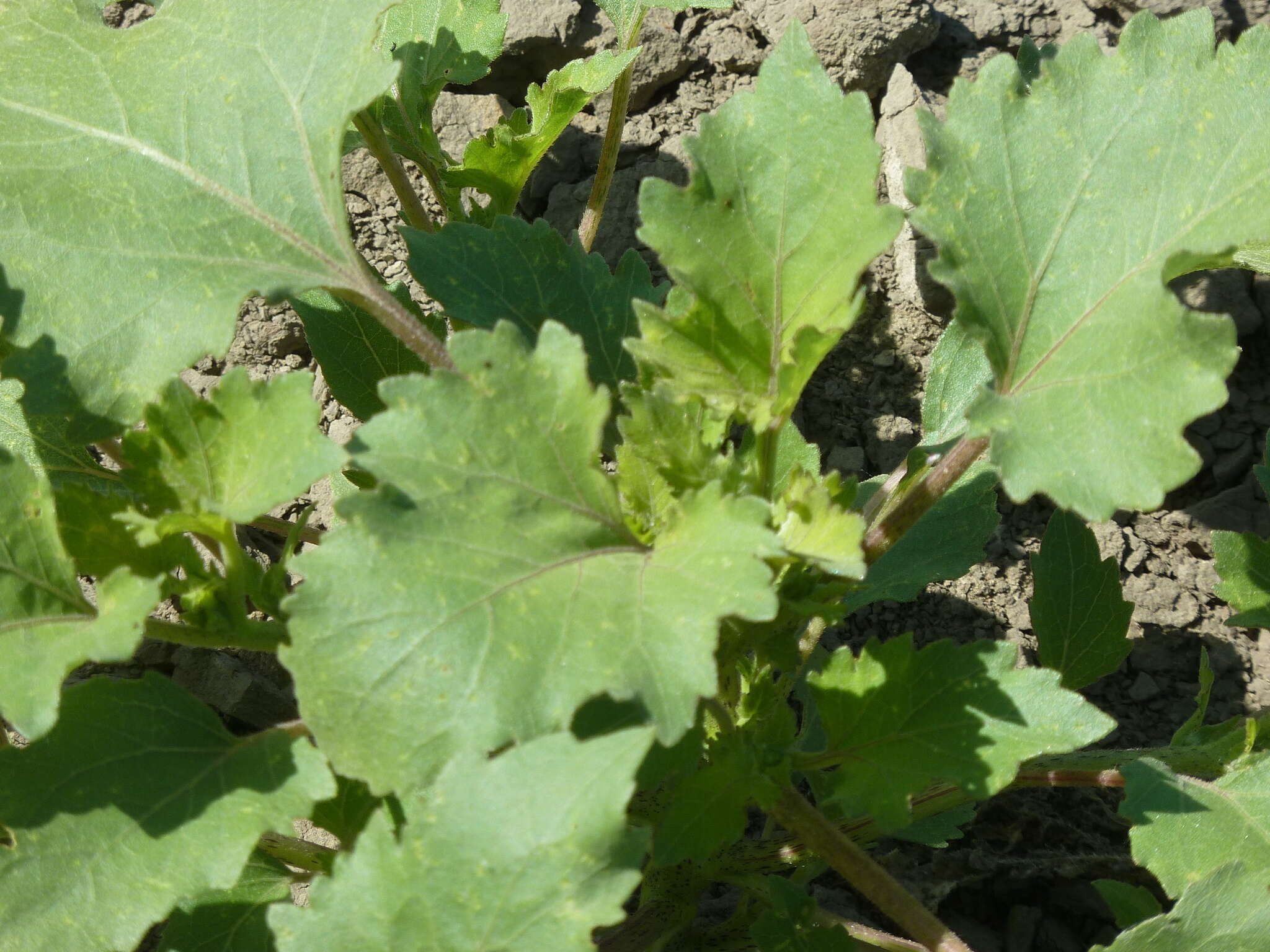 Image of Xanthium orientale subsp. riparium (Celak.) Greuter