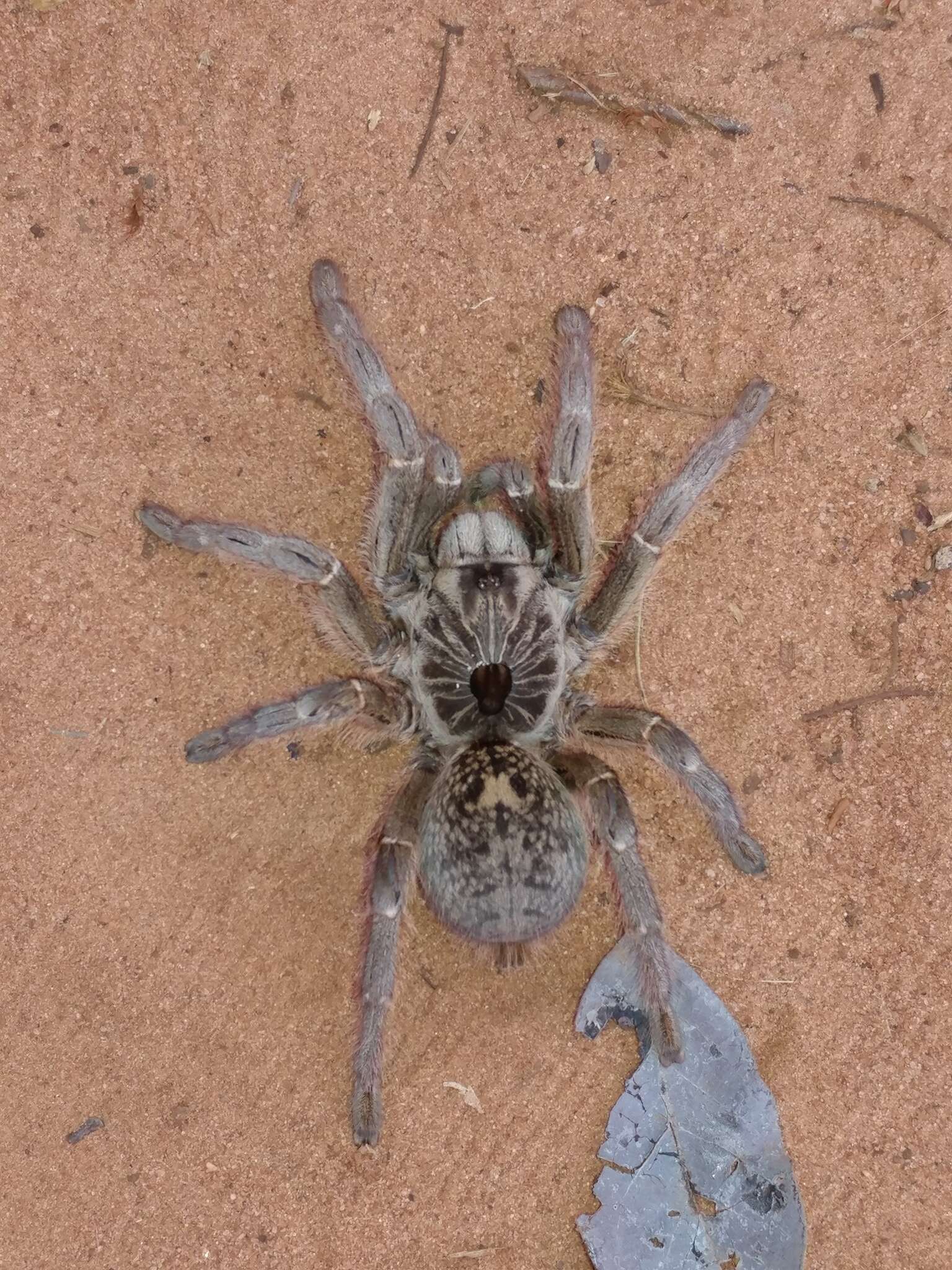 Image of Straight Horned Baboon Tarantula