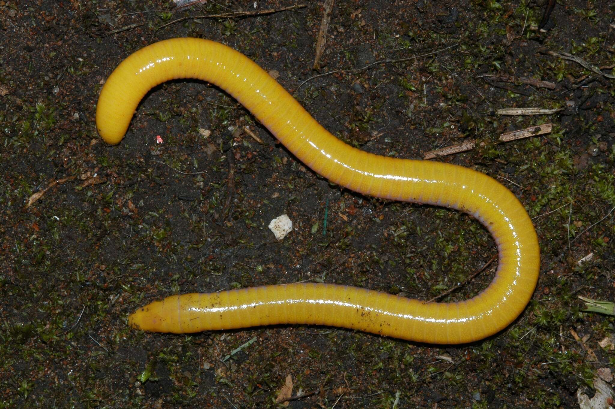 Image of Aqua Ize Caecilian