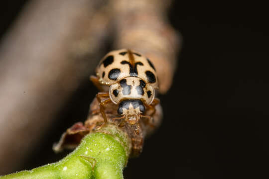 Image of Marsh Lady Beetle