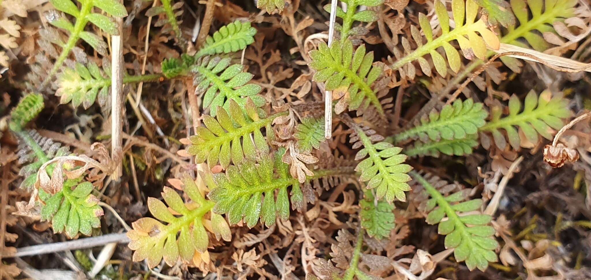 Image of Leptinella minor Hook. fil.