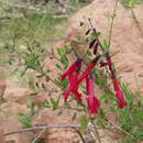 Sivun Salvia graciliramulosa Epling & Játiva kuva