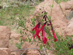 Image of Salvia graciliramulosa Epling & Játiva