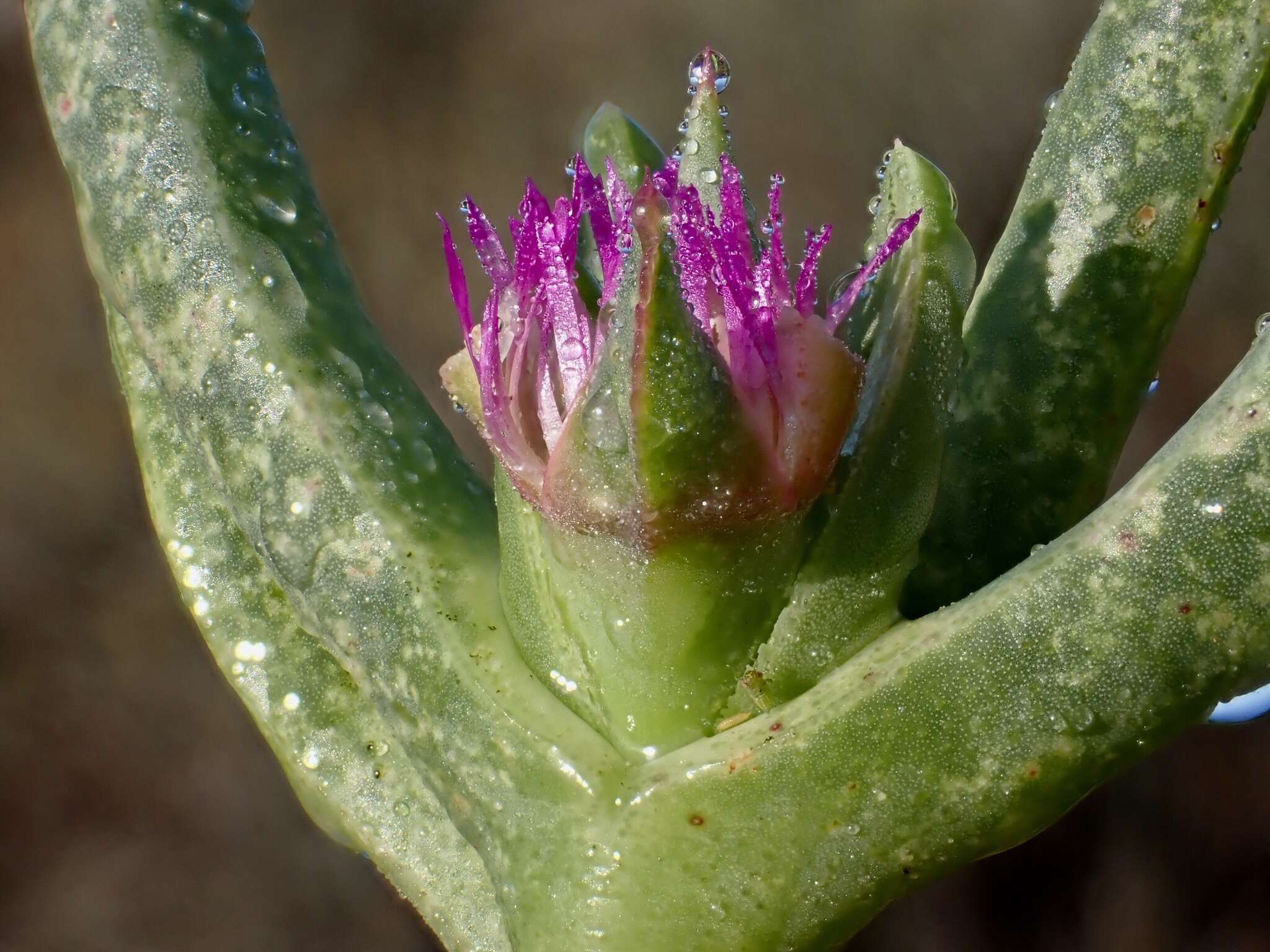 Image of Sarcozona praecox (F. Müll.) S. T. Blake