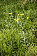 Image of Helichrysum decorum DC.