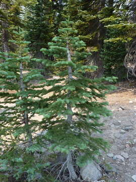 Image de Abies magnifica var. shastensis Lemmon