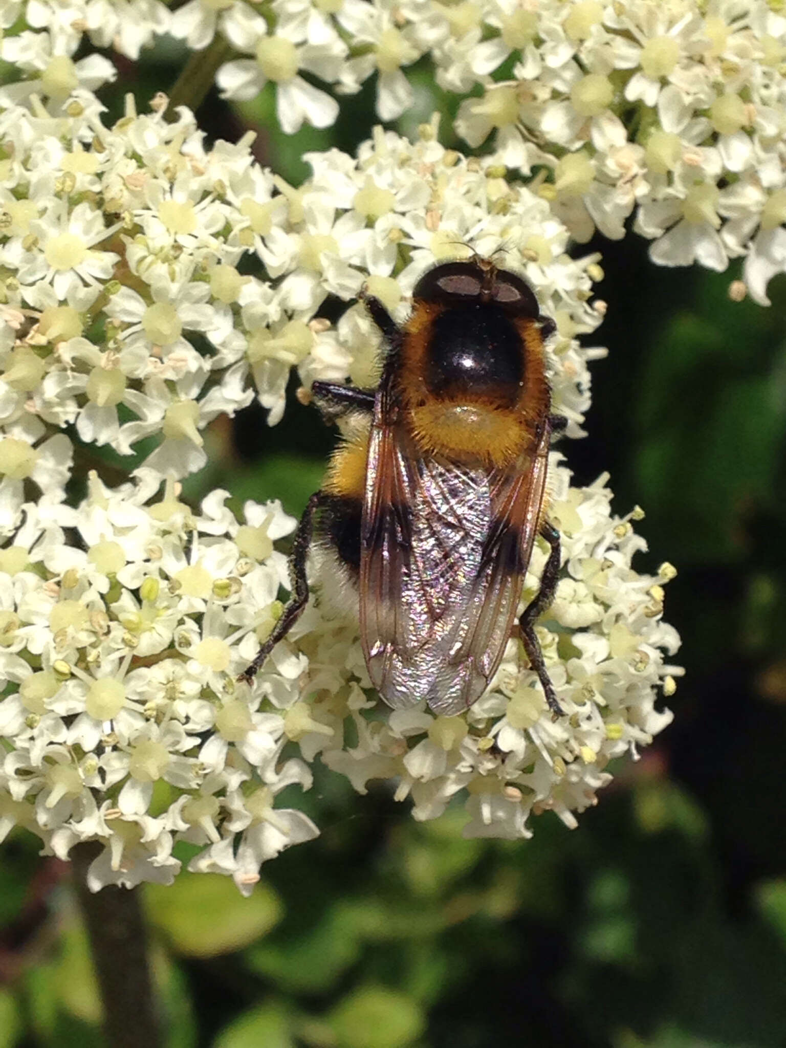 Volucella bombylans (Linnaeus 1758) resmi