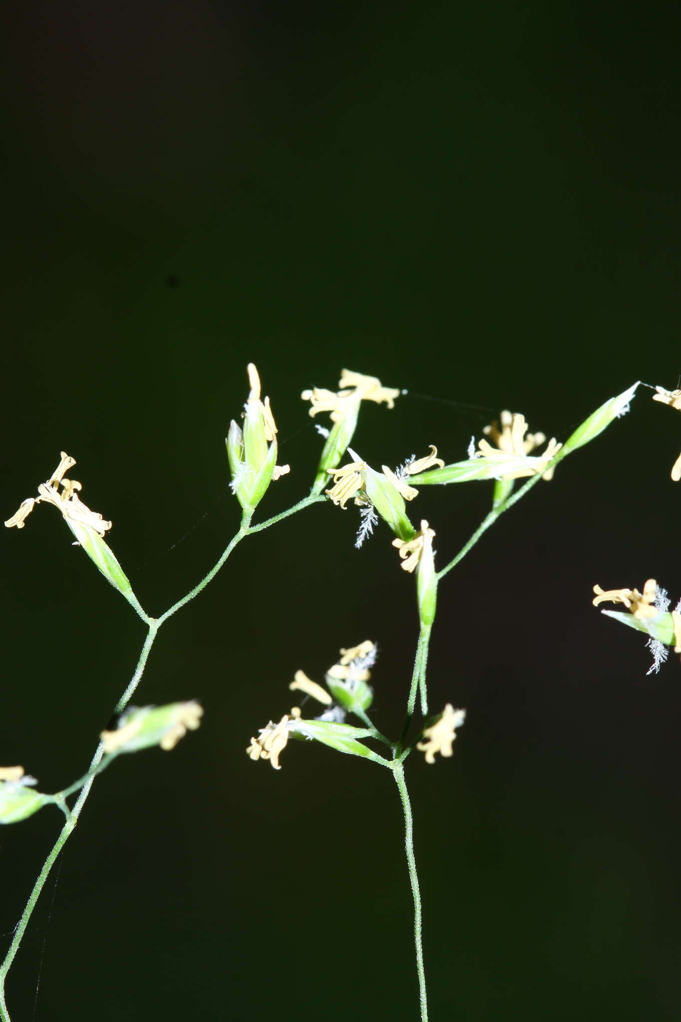 Image of Poa sichotensis Prob.