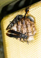 Image of Polistes aterrimus de Saussure 1853