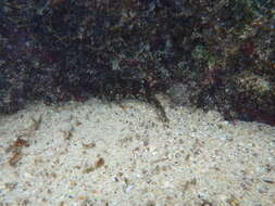 Image of Belted blenny