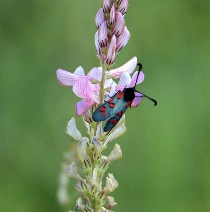 Image of Zygaena oxytropis Boisduval 1828