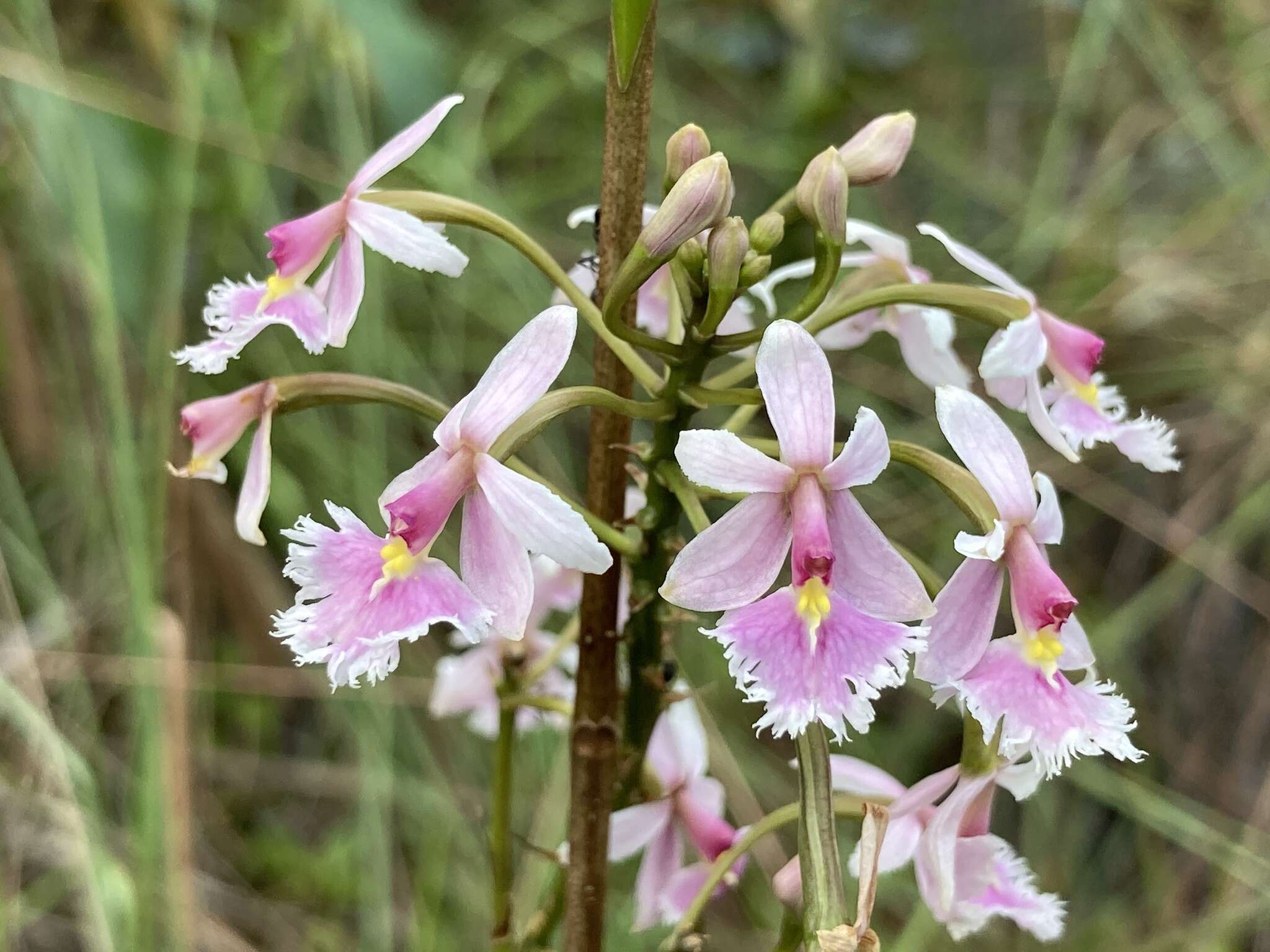 Слика од Epidendrum calanthum Rchb. fil. & Warsz.