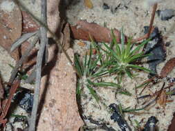 Image de Stylidium lineare Sw. ex Willd.