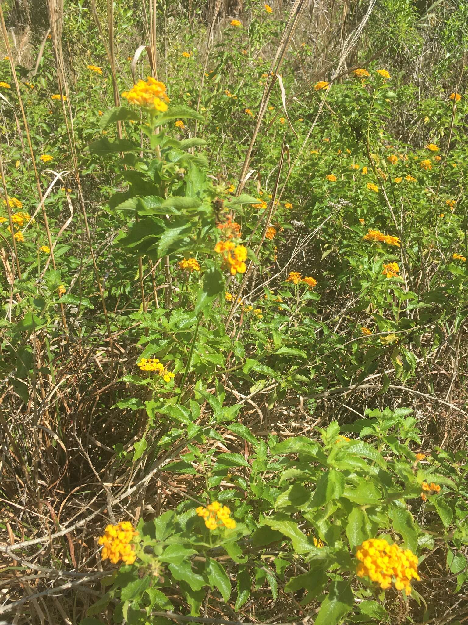 Image of Florida shrubverbena