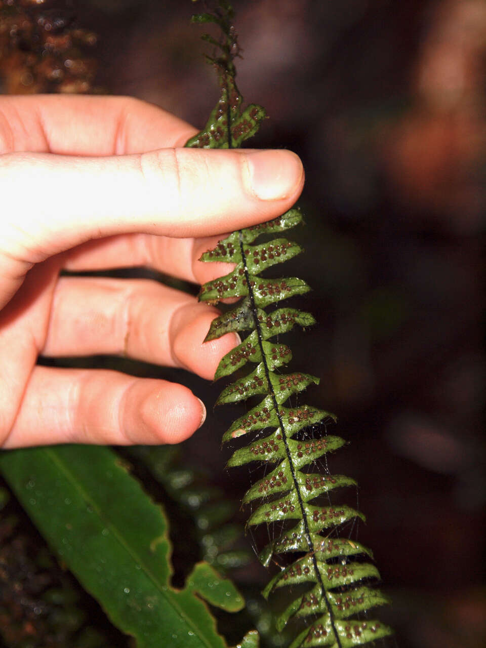 Image of scaly dwarf polypody