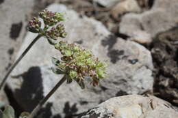 Image of sulphur-flower buckwheat