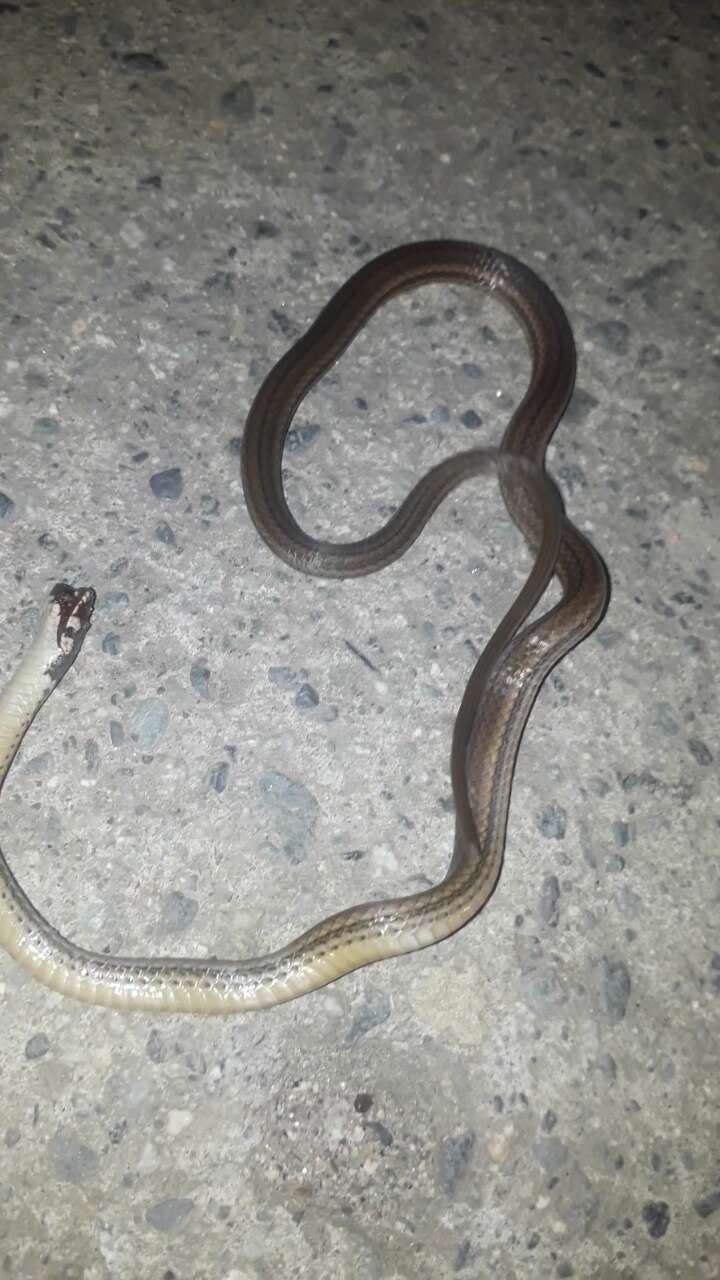 Image of Black-headed Snake (equatoriana