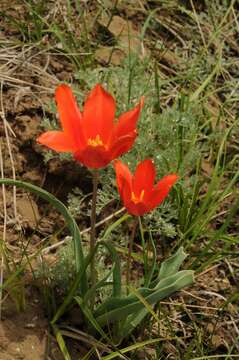 Image of Tulipa ostrowskiana Regel