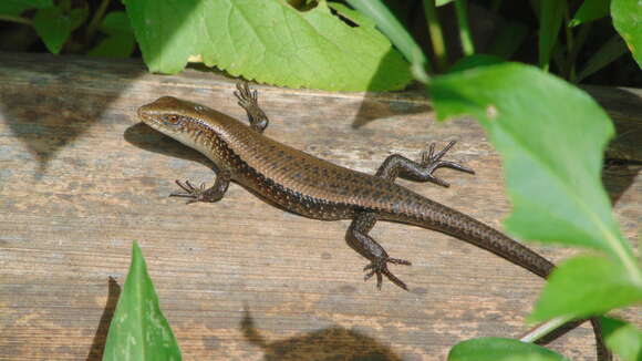 Image of Common Sun Skink