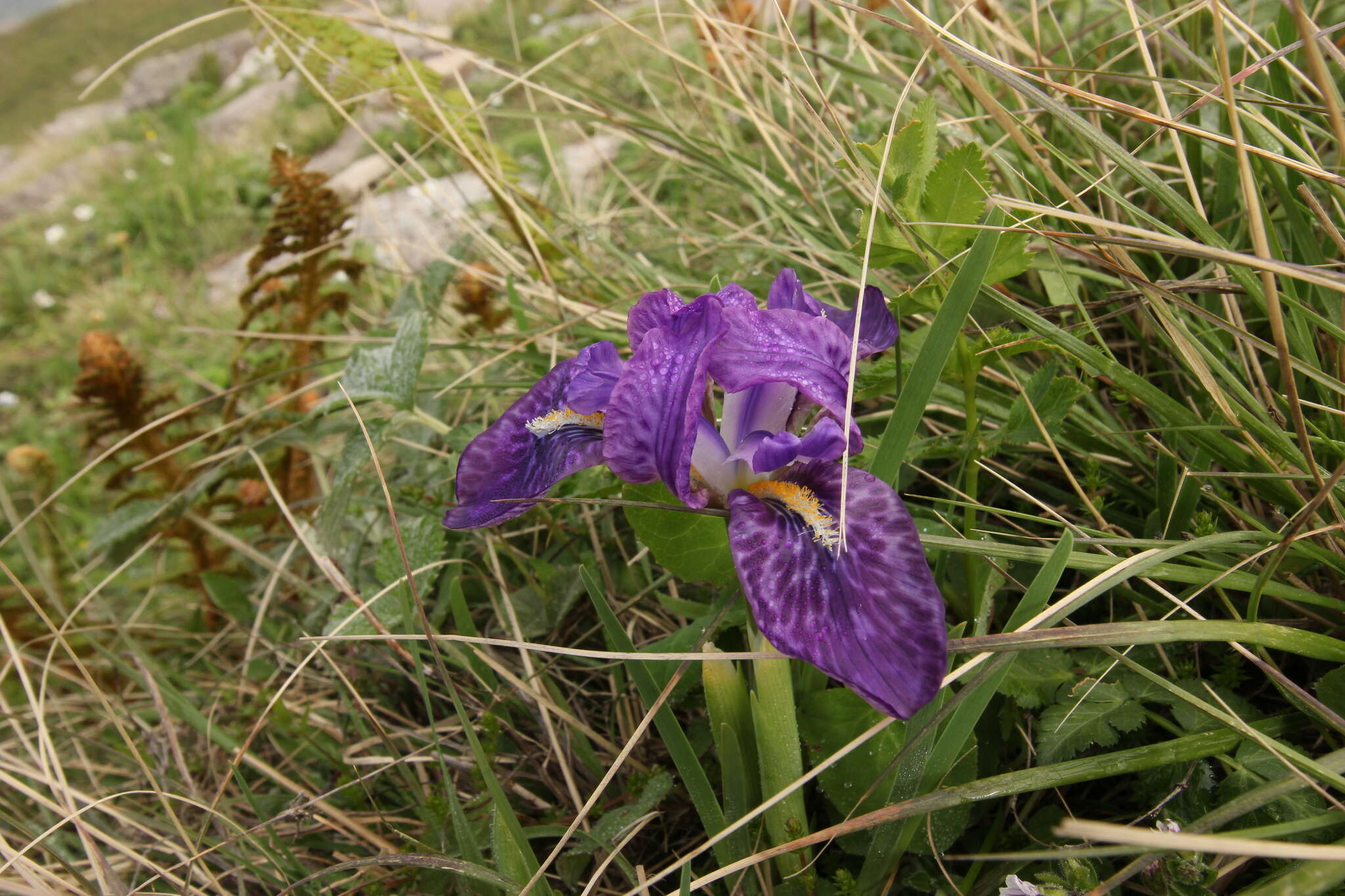 Image of Iris kemaonensis Wall. ex D. Don