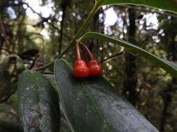 Image of Psammisia pennellii A. C. Sm.