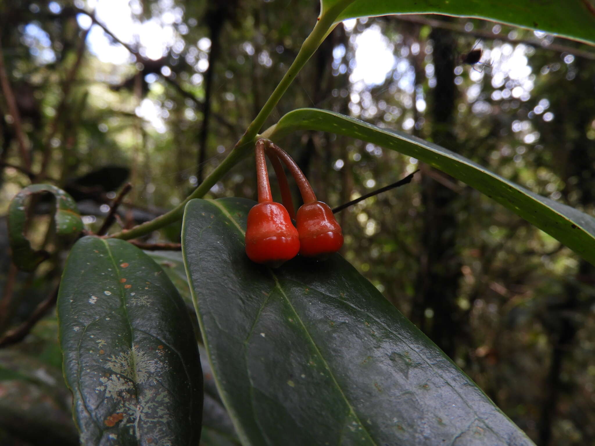 Image of Psammisia pennellii A. C. Sm.