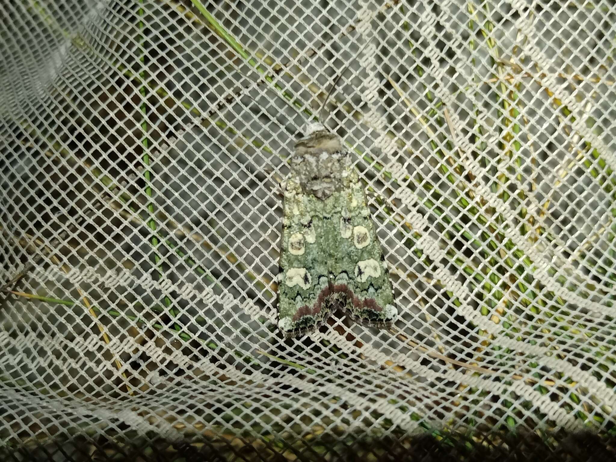 Image of portland moth