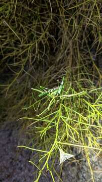 Image of Creosote Bush Katydid