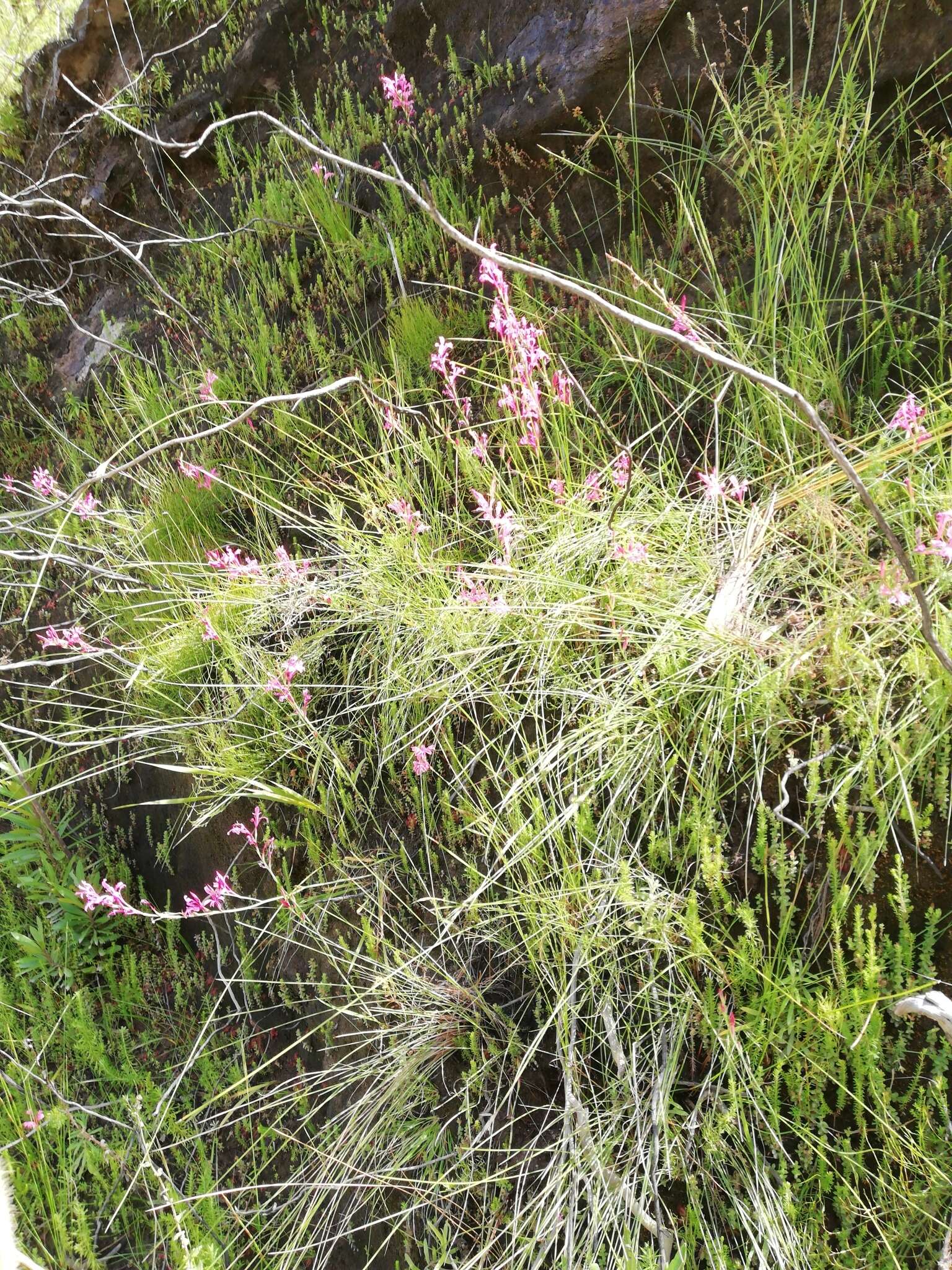 Image of Tritoniopsis ramosa var. unguiculata (Baker) G. J. Lewis