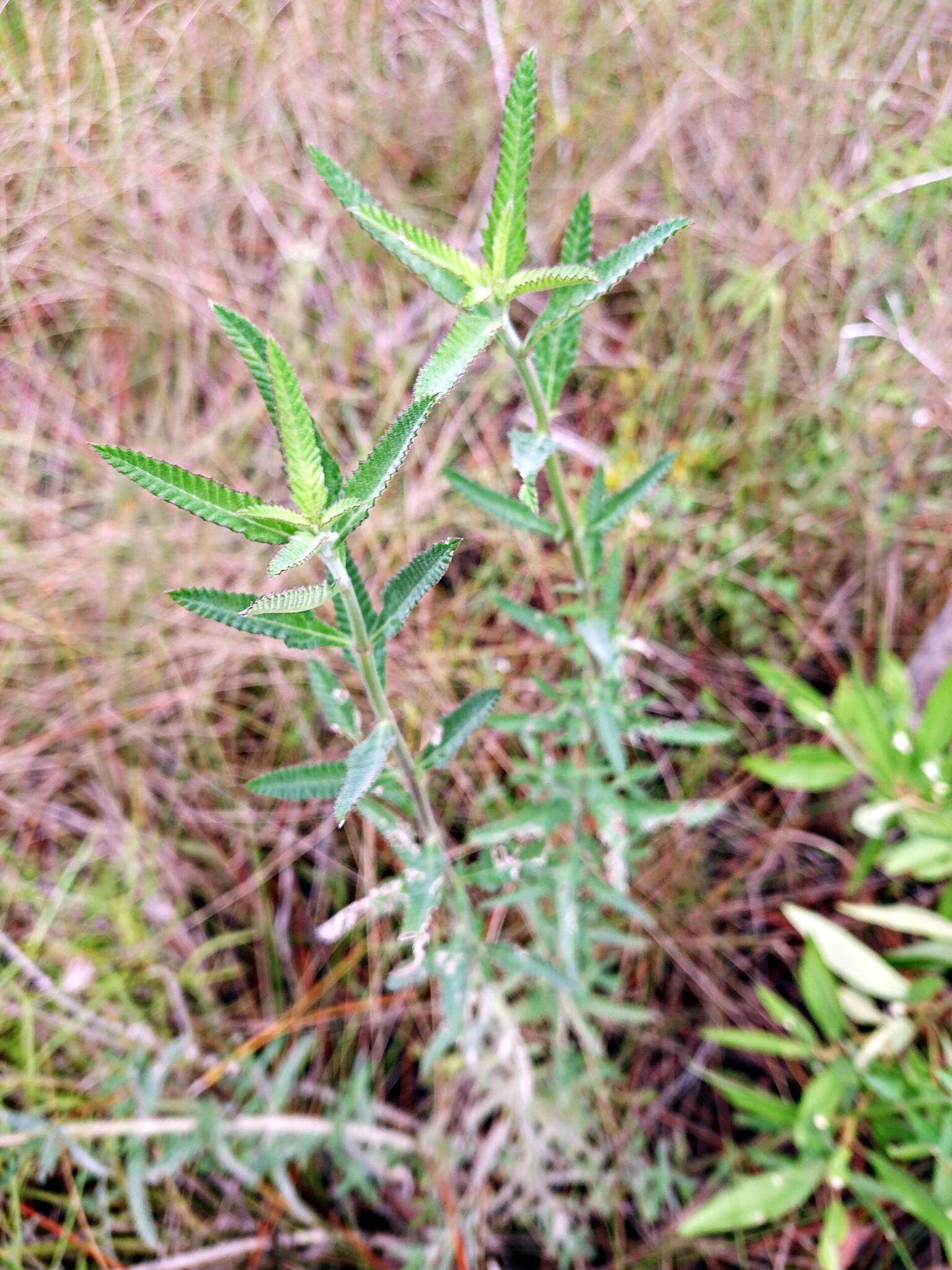 Imagem de Lippia stoechadifolia (L.) Kunth