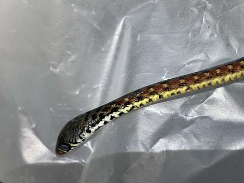 Image of Malayan Spotted Keelback Water Snake