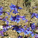 Image of rockvine penstemon