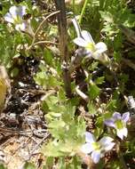 Image of Lobelia thermalis Thunb.