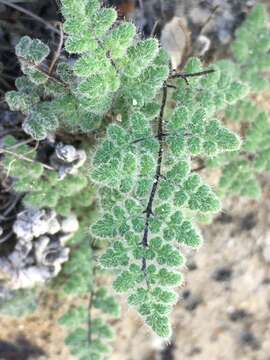 Image of Parry's lipfern