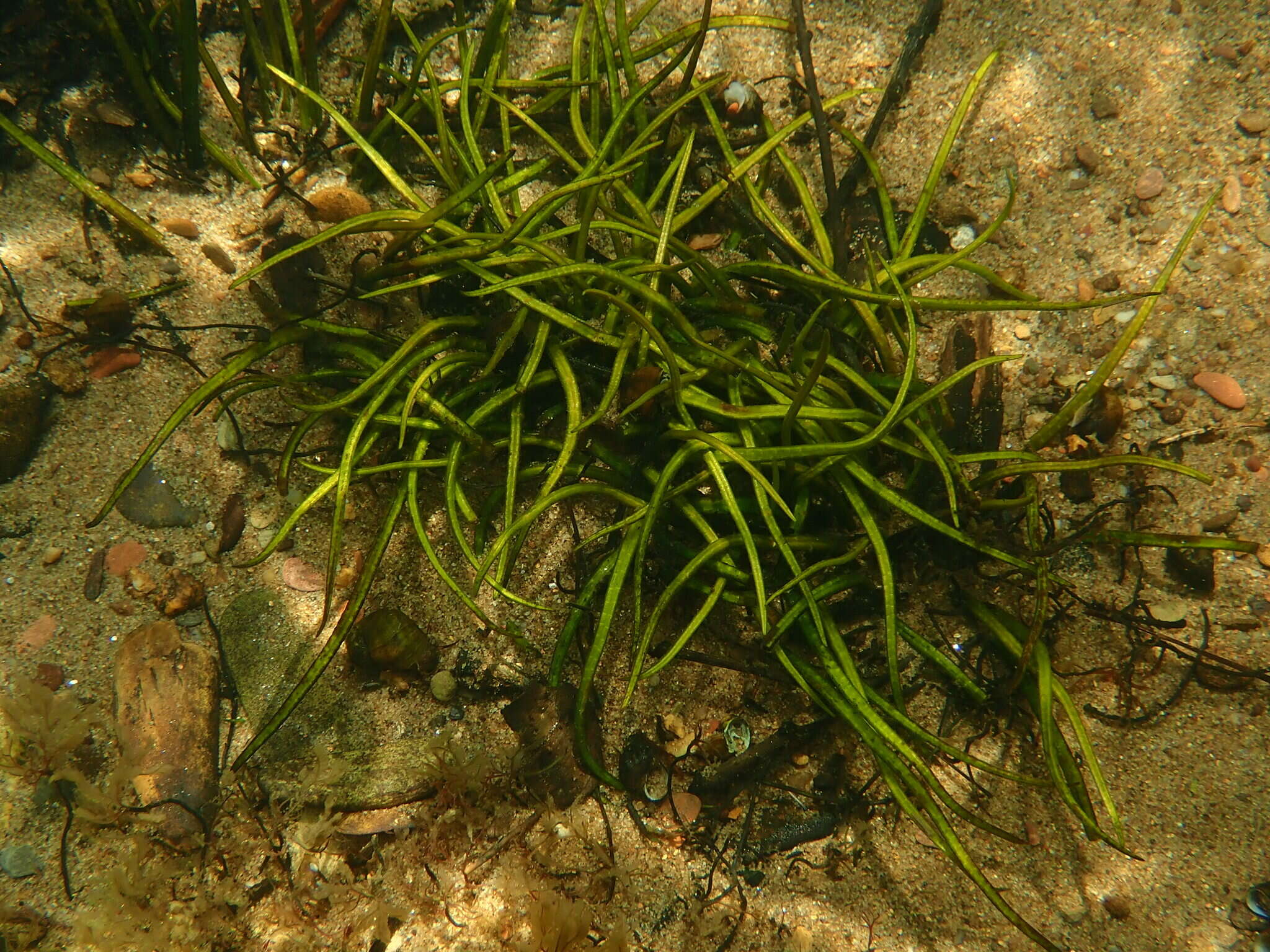 Image of Tennessee Quillwort