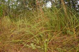 Image of Florida prairie-clover