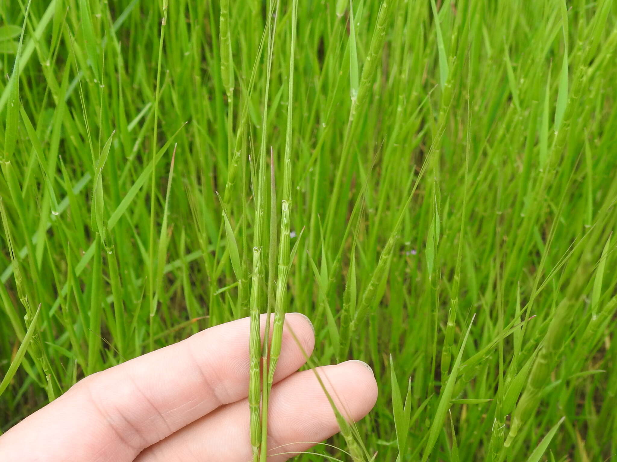 Image of jointed goatgrass